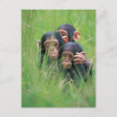 Search for cute chimpanzee postcards Vertical