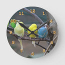 Search for budgie bird Birds