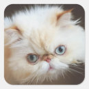 Search for close your eyes stickers Kitten