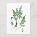 Search for vintage birthday postcards Botanical