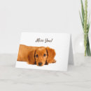 Search for sad miss you puppy postcards Pet