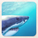 Search for great whites coasters Fish