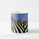 Search for billed mugs Wildlife