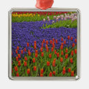 Search for european ornament christmas tree decorations Colourful