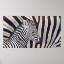 Search for zebra baby posters Mum