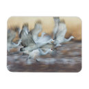 Search for cranes magnets Bird