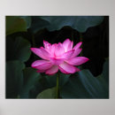 Search for lotus flower posters Water lily
