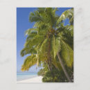 Search for cook island postcards Ocean