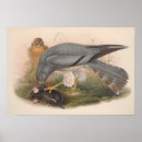 Search for harrier posters Animal