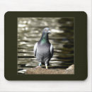 Search for feral mousepads Animals