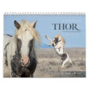 Search for stallion Horses