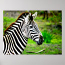 Search for black white zebra posters Wildlife