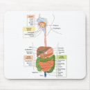 Search for diagram mousepads Human