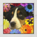 Search for perros postcards Espanol