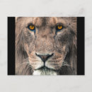 Search for male lions postcards Big cat
