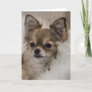 Search for pedigree cards Chihuahua