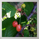 Search for red trees posters Garden
