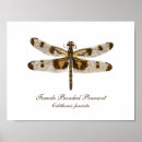 Search for bande art Insect
