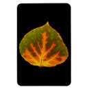 Search for green leaf magnets Autumn