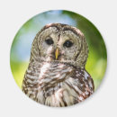 Search for beak round magnets Feather