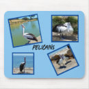 Search for wild birds photography Pelican