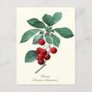 Search for vintage cherries postcards Nature