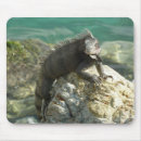 Search for iguana mousepads Wildlife