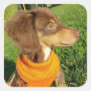 Search for brown eyes stickers Puppy