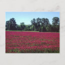 Search for crimson postcards Nature