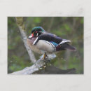 Search for wood ducks postcards Wildlife