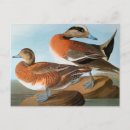 Search for audubon birds of america postcards Duck