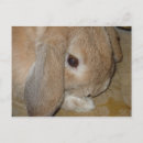 Search for lop postcards Nature