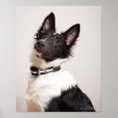 Search for sheepdogs posters Animal