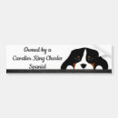 Search for cavalier bumper stickers Animal