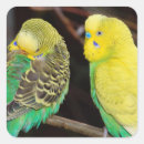 Search for parakeet stickers Pet
