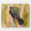 Search for blackbird electronics Birds