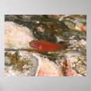 Search for goby art Nature