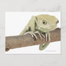 Search for toad picture postcards Amphibian