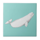 Search for whales coasters Illustration