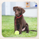 Search for labrador coasters Puppy