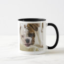 Search for aggressive mugs Animal