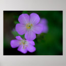 Search for native plants posters Photography