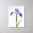 Search for iris flowers canvas prints Plant