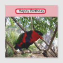 Search for lorikeet parrot magnets Australian
