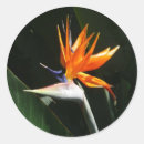 Search for paradise stickers Flower