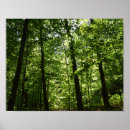 Search for tall posters Forest