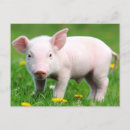 Search for farm pig postcards Piglet