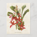 Search for vintage orchid postcards Illustration