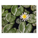 Search for freshwater art Nature