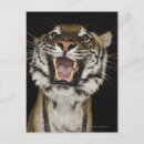 Search for tiger roaring postcards Animal